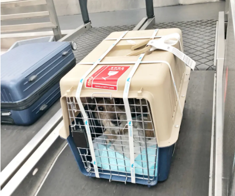 毕节宠物托运 宠物托运公司 机场宠物托运 宠物空运